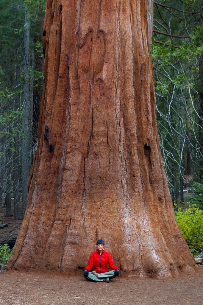 A Giant Sequoia Tree in the Mariposa Grove with my wife standing in for a sense of scale