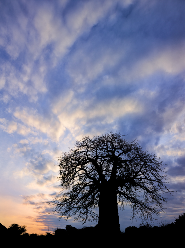 Swirling clouds over a Baobab tree in Tanzania, Africa An image of swirling clouds over a Baobab tree found in the middle of a Maasai village in Tanzania