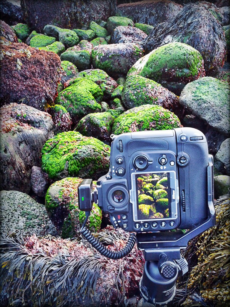 Green Algae on the west coast of Iceland Green Algae on the west coast of Iceland. Nikon D800