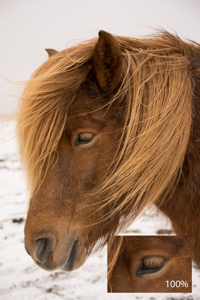 SOTC w/ 100% crop of an Icelandic Horse (55mm f/1.8)