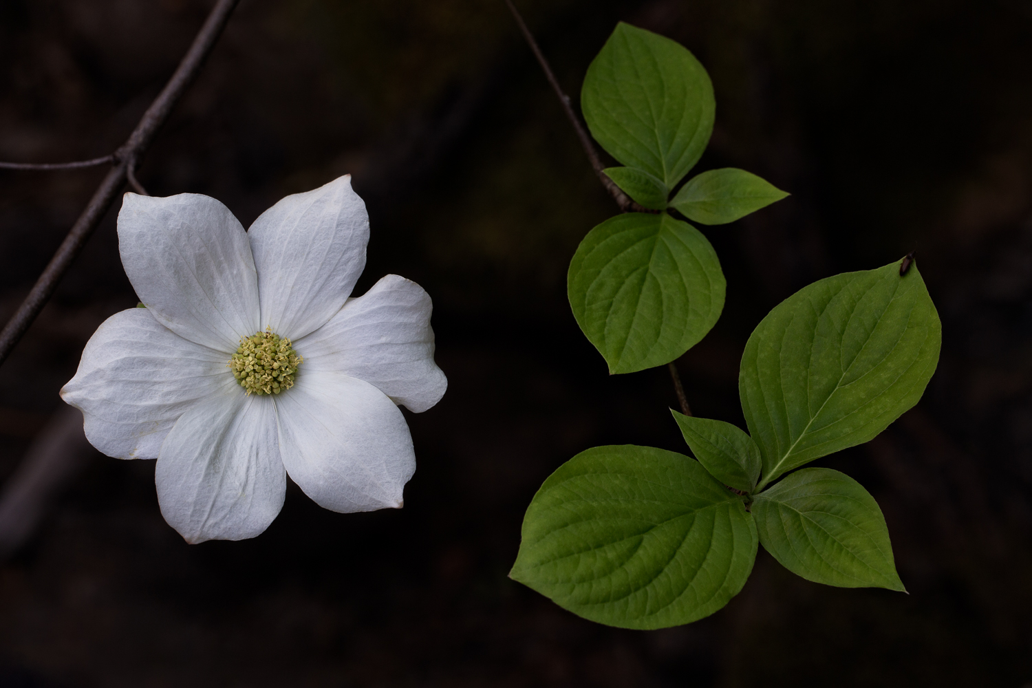 Dog Woods in Bloom near the Merced River