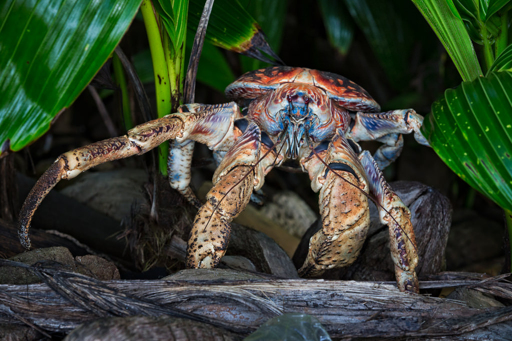 Coconut Crab crawling on the beach on Christmas Island