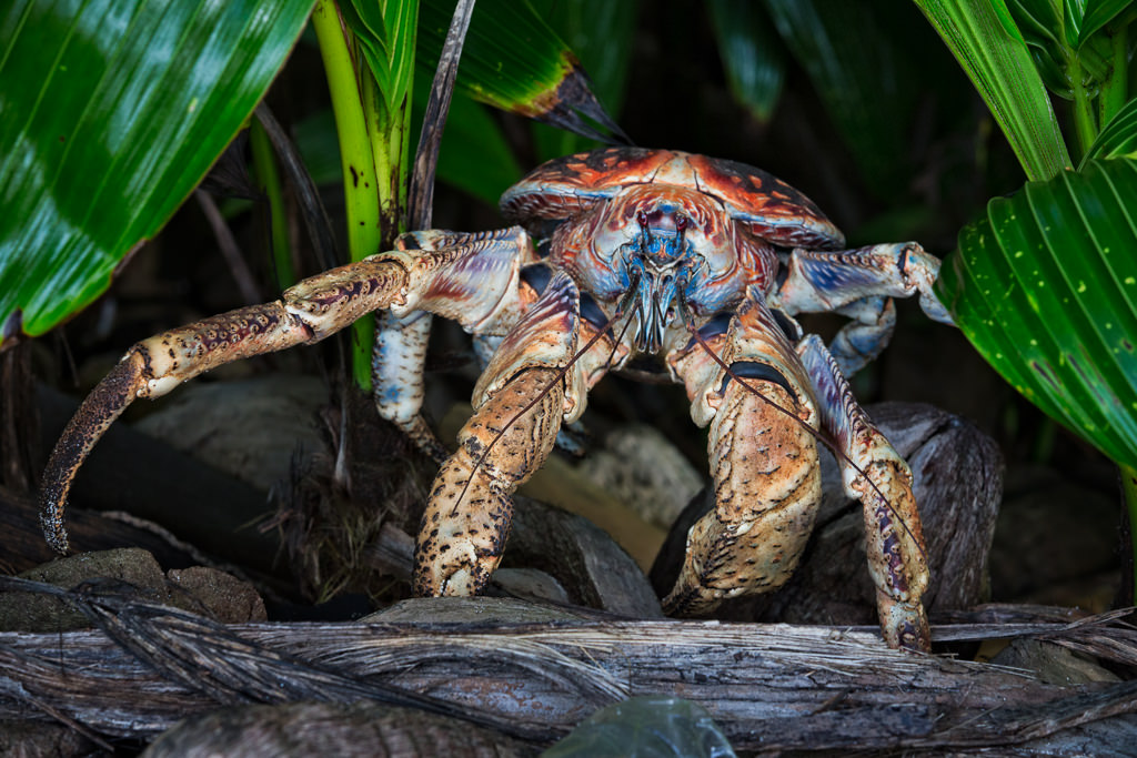 Coconut Crab crawling on the beach on Christmas Island