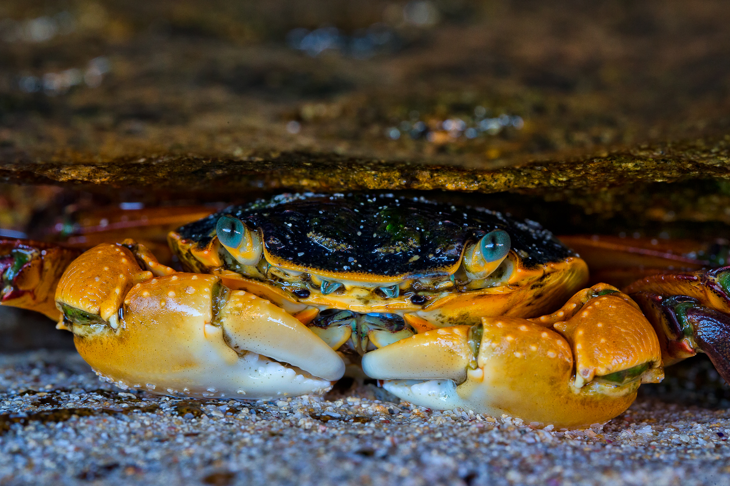 Friendly Australian Crab