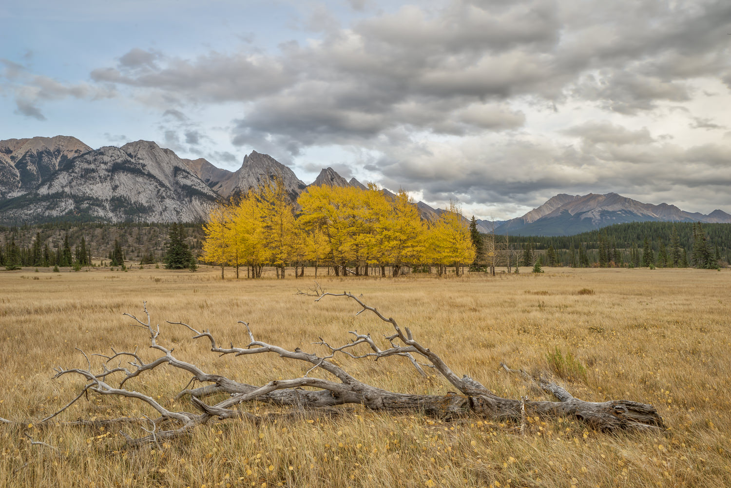 Fall Colors Along the Icefields Parkway in Alberta