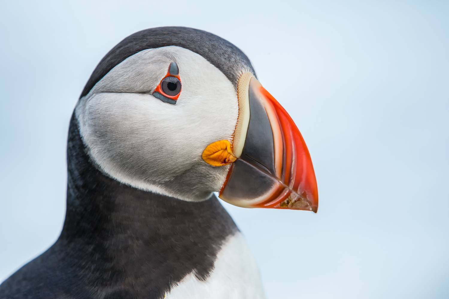 Iceland_Puffin