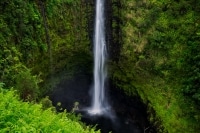 The Lush Green of Hawaii