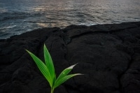 Coconut Tree Lava Rocks Hilo Big Island Hawaii.jpg