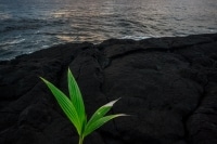 Coconut Tree Lava Rocks Hilo Big Island Hawaii.jpg Coconut Tree Lava Rocks Hilo Big Island Hawaii.jpg