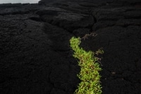 Lava Rocks Hilo The Big Island.jpg