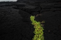 Lava Rocks Hilo The Big Island.jpg Lava Rocks Hilo The Big Island.jpg
