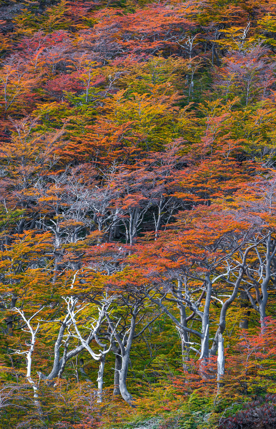 Fall_Trees_Patagonia_Photo_Workshop