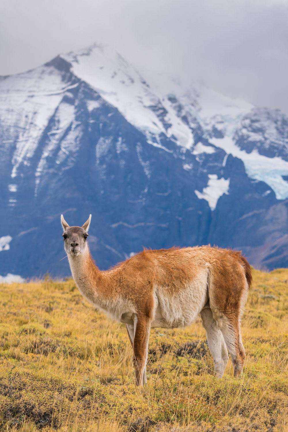 Guanaco_Wildlife_Patagonia_Photo_Workshop
