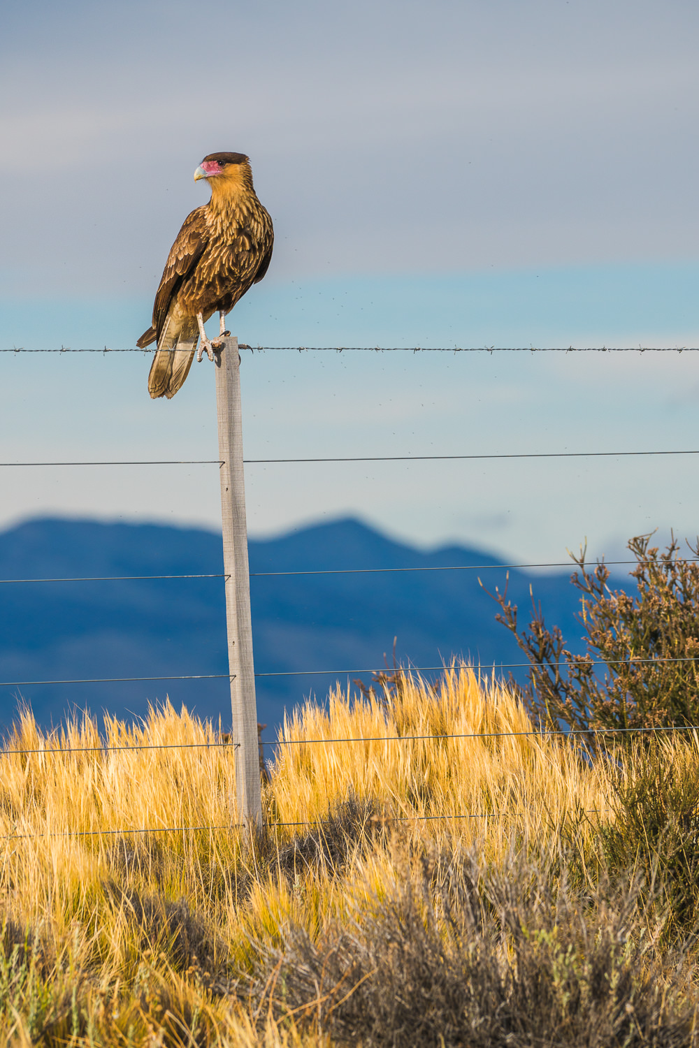 Patagonia_Hawk_Photo_Workshop