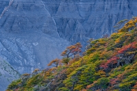 Fall_Trees_Mountains_Patagonia_Photo_Workshop