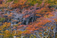 Fall_Trees_Patagonia_Photo_Workshop