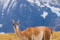 Guanaco_Wildlife_Patagonia_Photo_Workshop