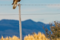 Patagonia_Hawk_Photo_Workshop