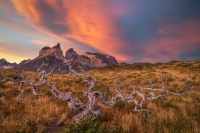 Torres_Del_Paine_Sunset_Dead_Trees_Patagonia_Photo_Workshop