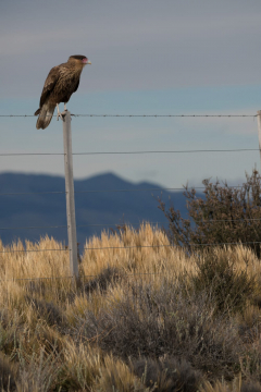 20160401_Argentina_Patagonia_1217