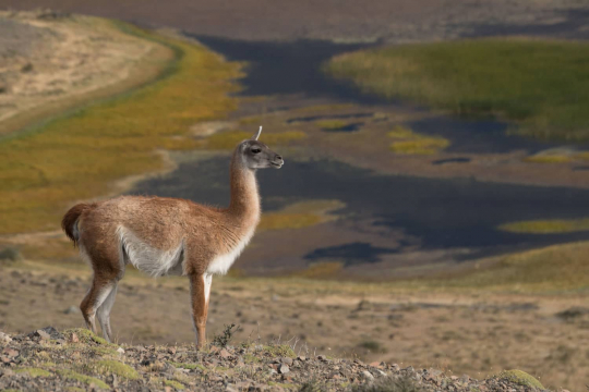 20160414_Chile_Patagonia_3390