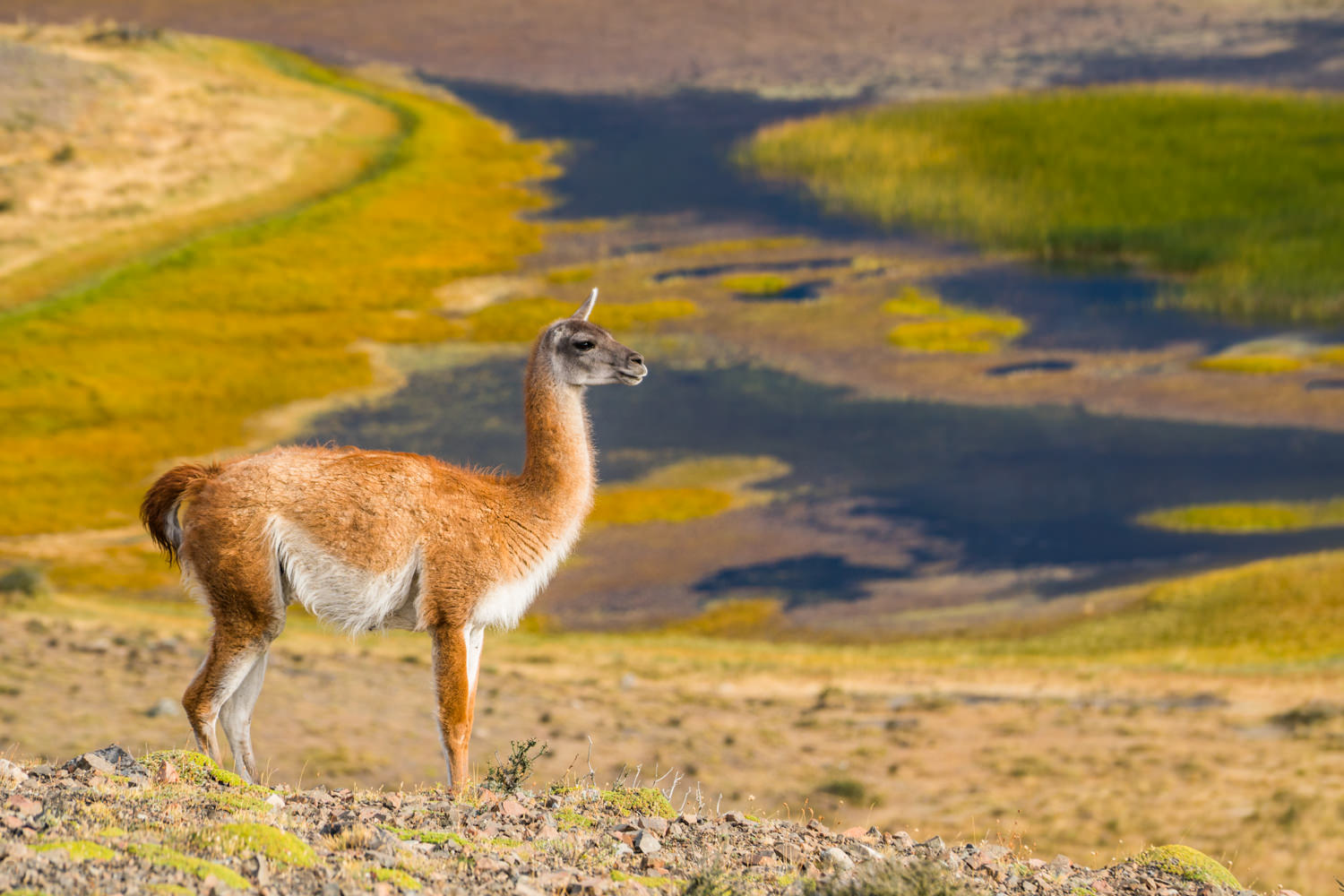 Guanaco_Torres_Del_Paine_Sony_a6300
