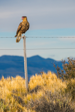 Patagonia_Eagle_Sony_A6300