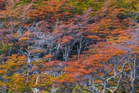 Fall_in_Patagonia_-Los_Glaciares_National_Park_Sony_a6300-2