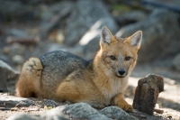 Patagonia_Fox_Torres_Del_Paine_Sony_a6300