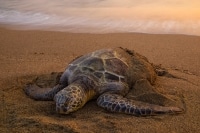 Bathing Green Sea Turtle