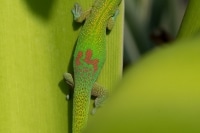 20140325_Hawaii_2093.jpg