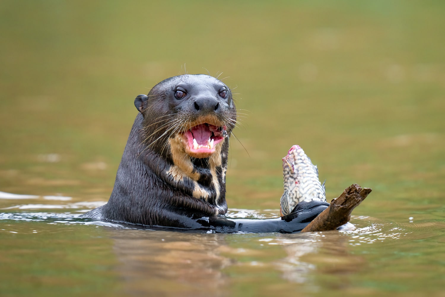 Giant-River-Otter-Brazil-Wildlife-Photography-Workshop