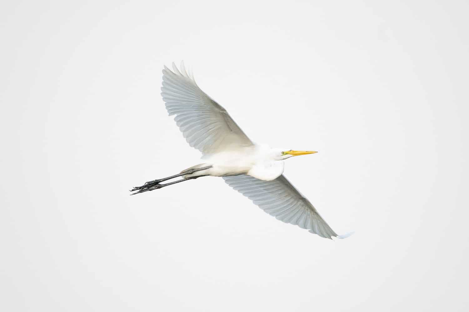 Great-Egret-Flying-Over-Pantanal-Wildlife-Photography-Workshop