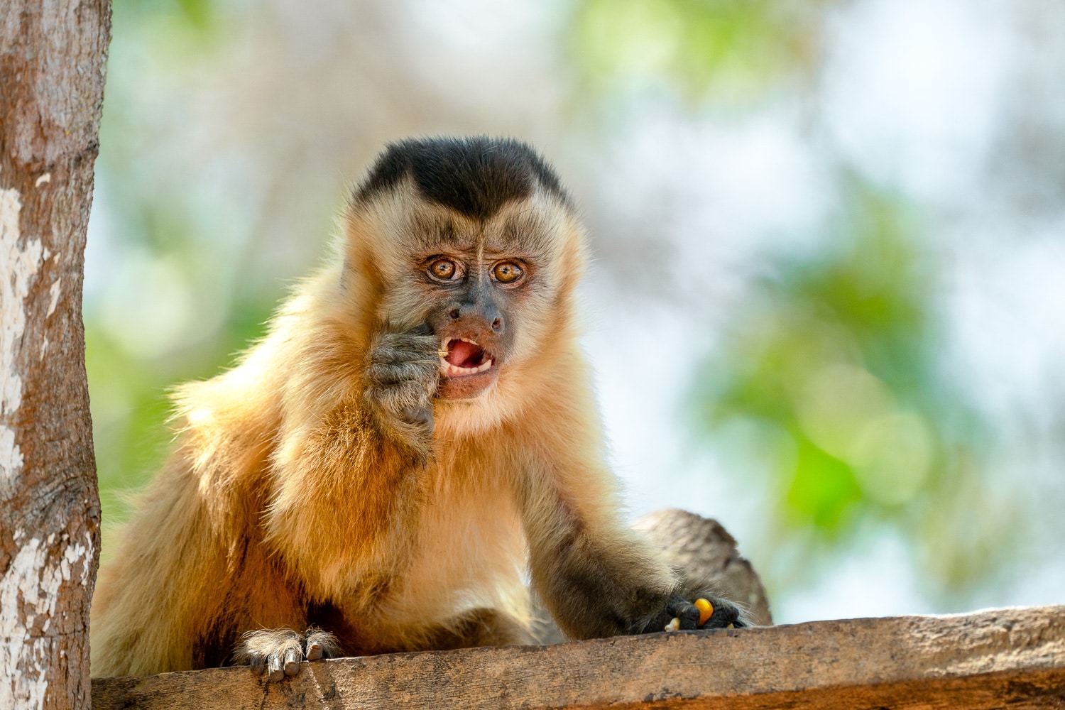Hooded-Capuchin-Brazil-Wildlife-Photography-Workshop