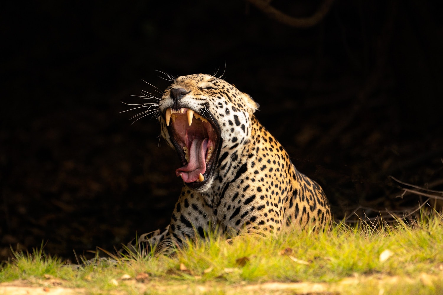 Jaguar-Growl-Brazil-Wildlife-Photography-Workshop
