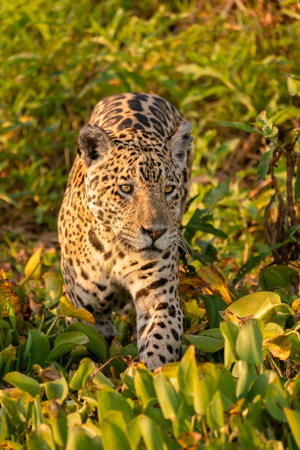 Jaguar-Jungle-Pantanal-Wildlife-Photography-Workshop