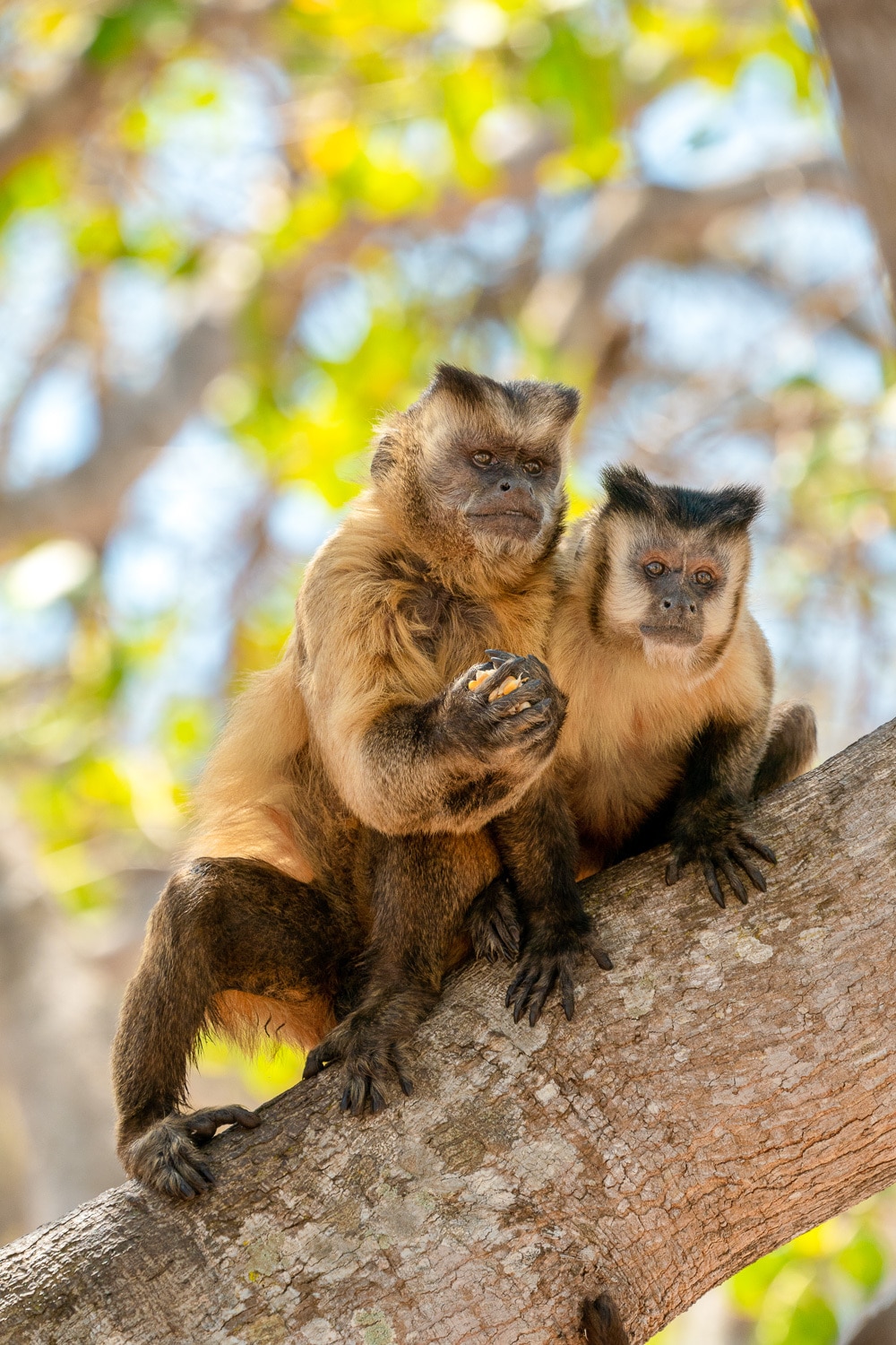 Pair-of-Hooded-Capuchin-Pantanal-Wildlife-Photography-Workshop