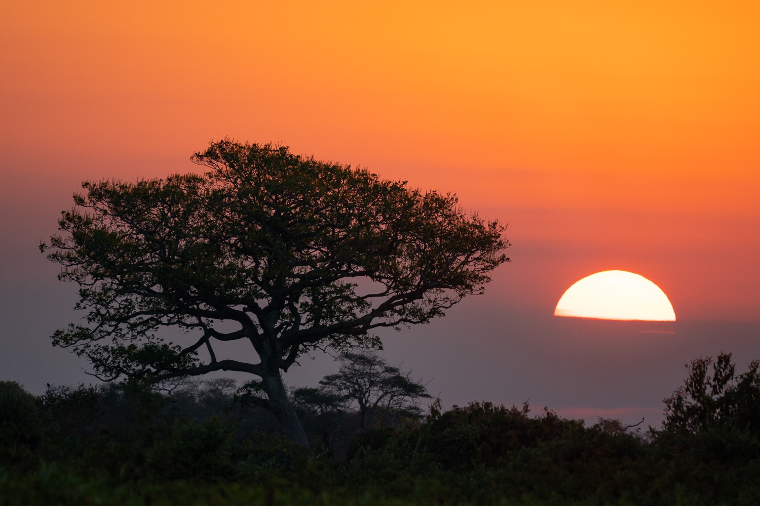 Sunset-Pantanal-Brazil-Wildlife-Photography-Workshop