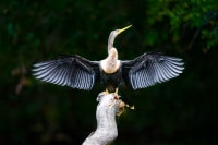 Drying Her Wings