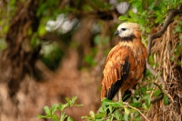 Black-Collared-Hawk-Brazil-Wildlife-Photography-Workshop