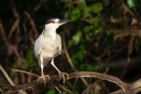 Black Crowned Night Heron