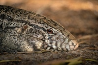 Black-and-White-Tegu-Pantanal-Wildlife-Photography-Workshop