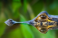 Caiman-Reflections-Brazil-Wildlife-Photography-Workshop