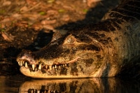 Caiman-Sunset-Pantanal-Wildlife-Photography-Workshop