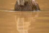 Capybara