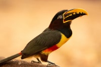 Chestnut-Eared-Aracari-Brazil-Wildlife-Photography-Workshop