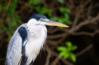 Cocoi Heron