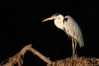 Heron with Early Morning Light