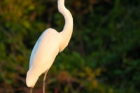 Great-Egret-Brazil-Wildlife-Photography-Workshop