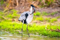 Heron Fishing